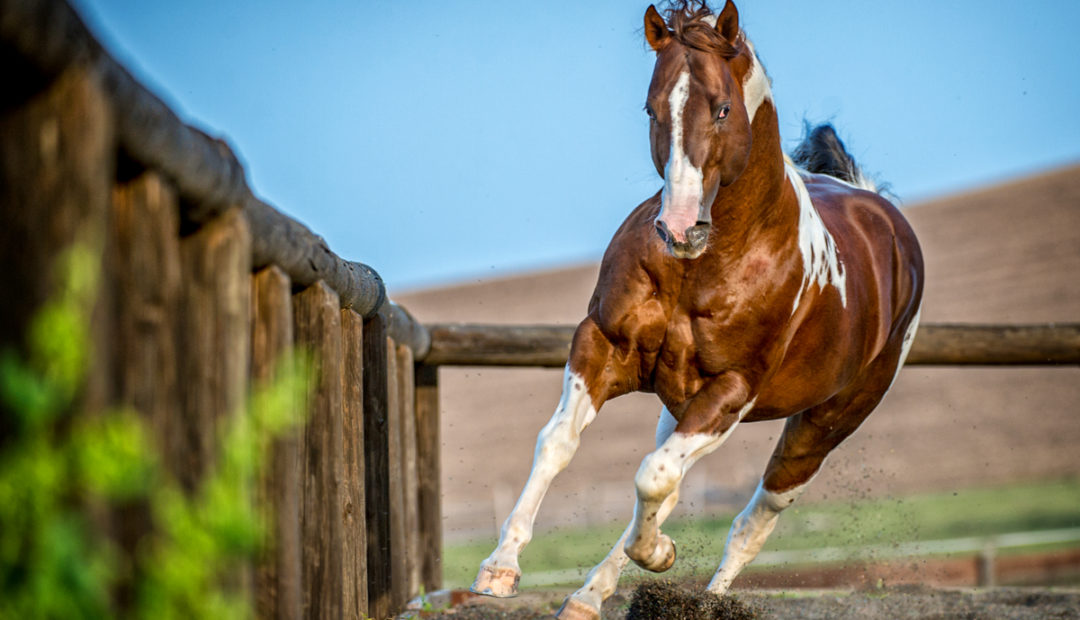 Um cavalo marrom está correndo com a palavra cavalo na frente