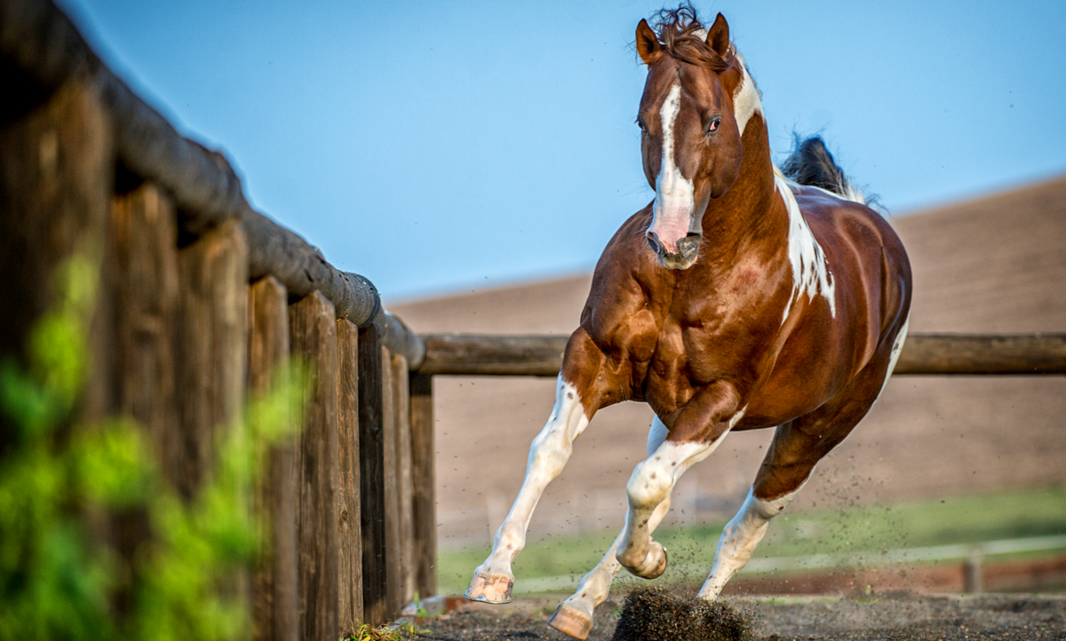 Paint Horse: conheça tudo sobre essa raça de cavalo - Blog MF Leilões