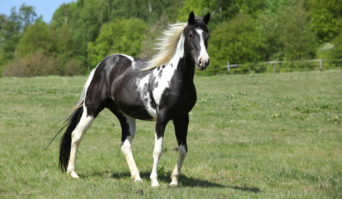 Cores diferenciadas dos cavalos Paint Horse