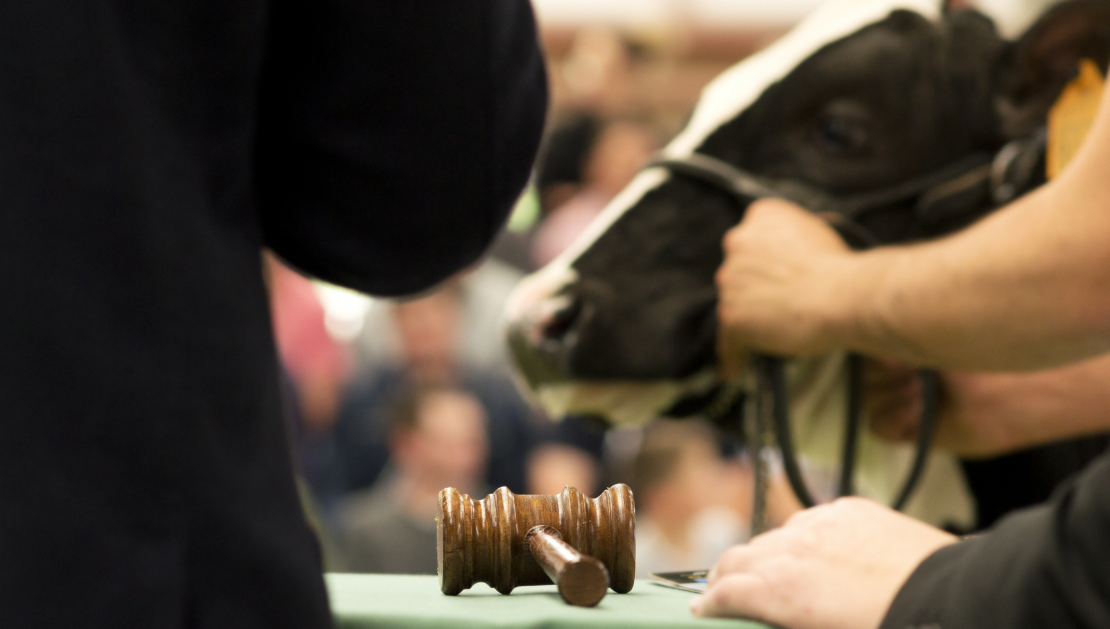 Paint Horse: conheça tudo sobre essa raça de cavalo - Blog MF Leilões