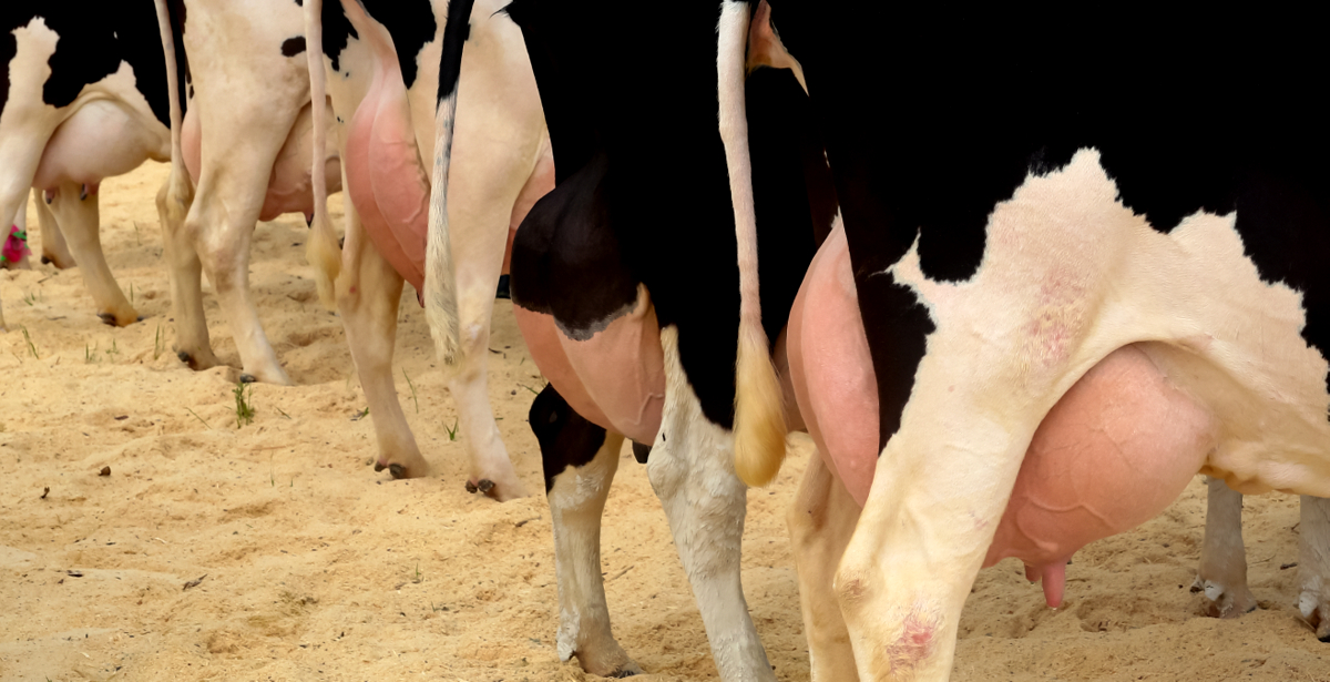 Avaliação de animais pela produção de leite