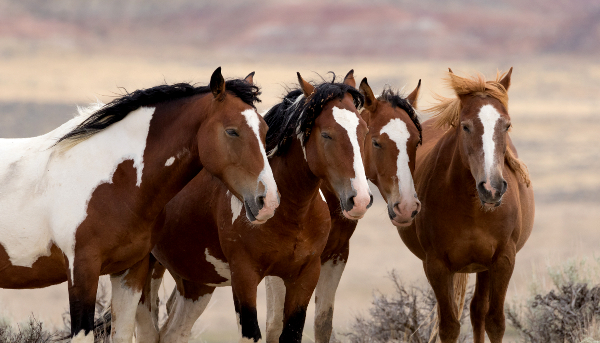 Cruzamento dos cavalos Paint Horse com selvagens americanos