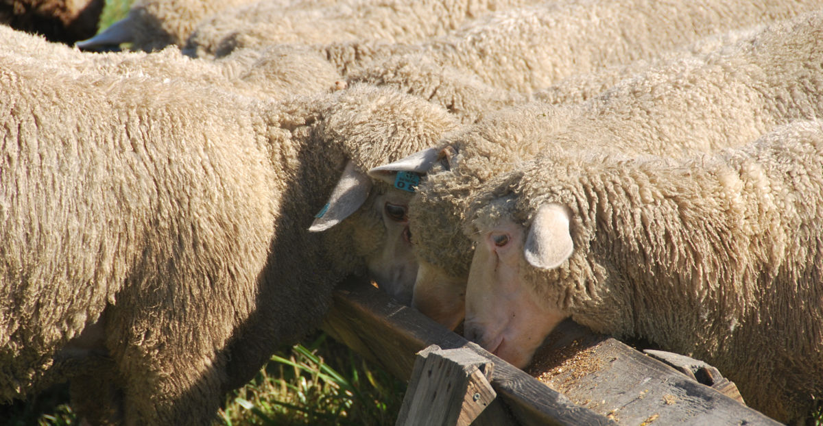 Alimentação das ovelhas prenhas