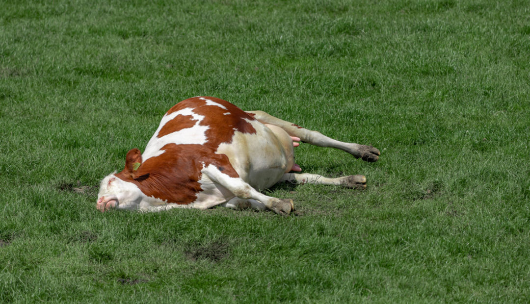 Síndrome da vaca caída: o que é e como tratar