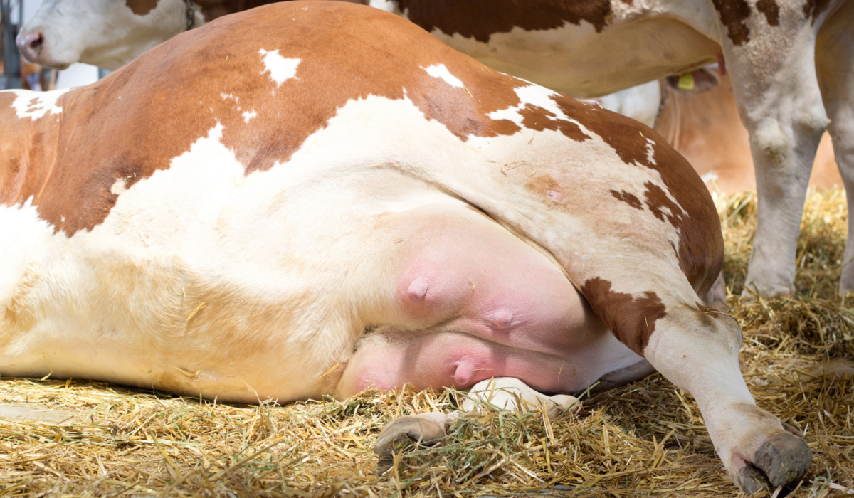 Consequências da síndrome da vaca caída nos animais