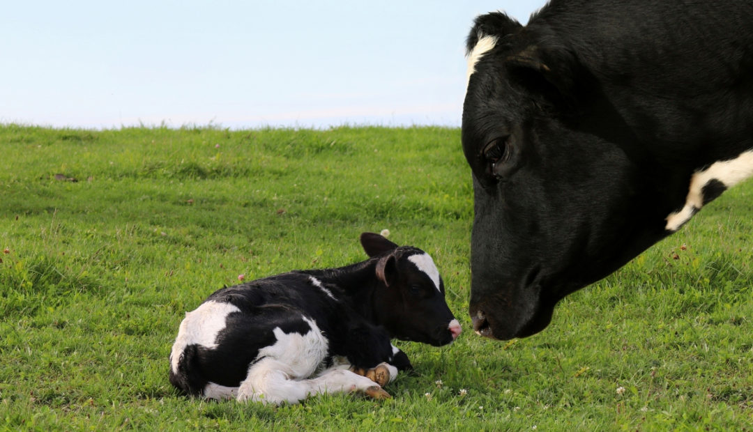Vaca cuidando do filhote no pasto