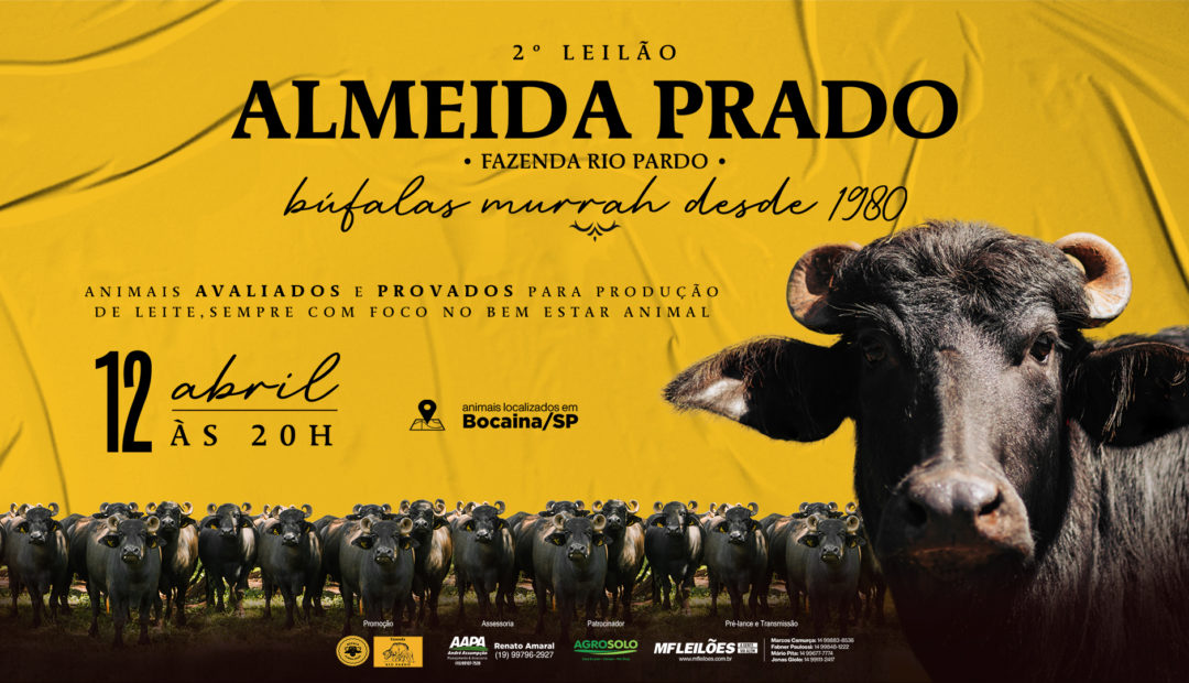 Almeida Prado realiza 2º leilão de búfalas leiteiras