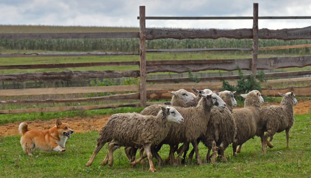 Cachorro da raça Welsh Corgi Pembroke pastoreando ovelhas