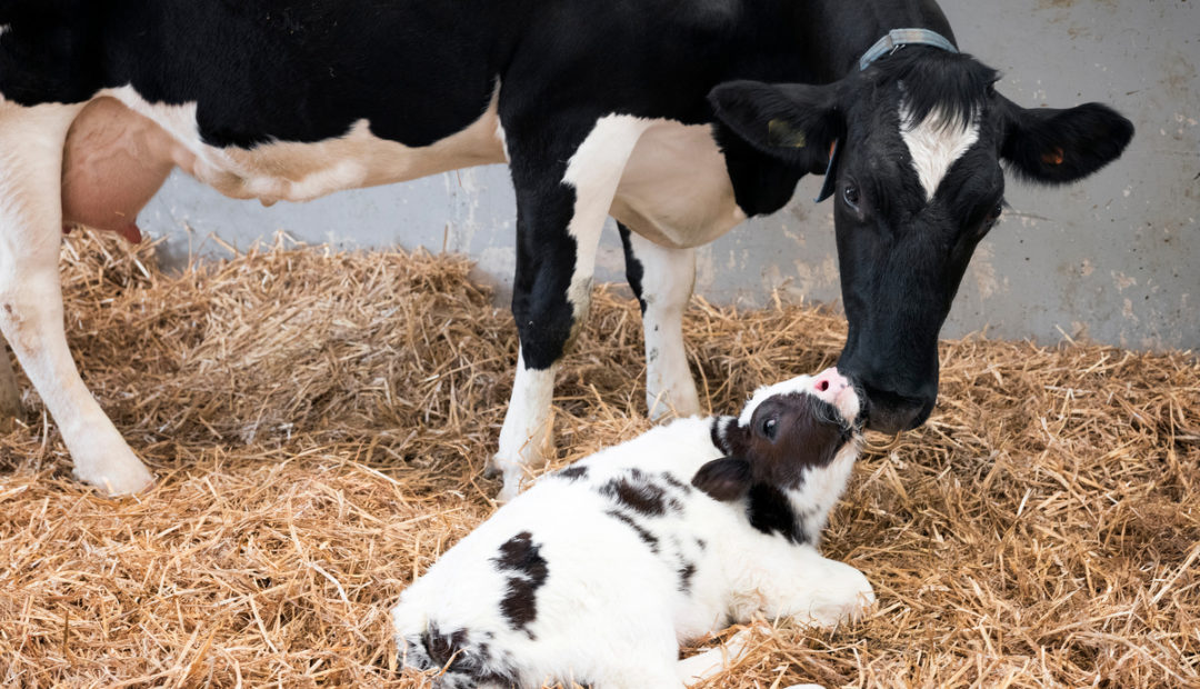 Vaca recém parida e filhote da raça holandesa saudáveis, seguindo manejo reprodutivo