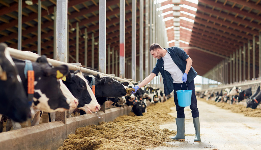 Trabalhador fornecendo alimento para vacas leiteiras, cumprindo o manejo reprodutivo