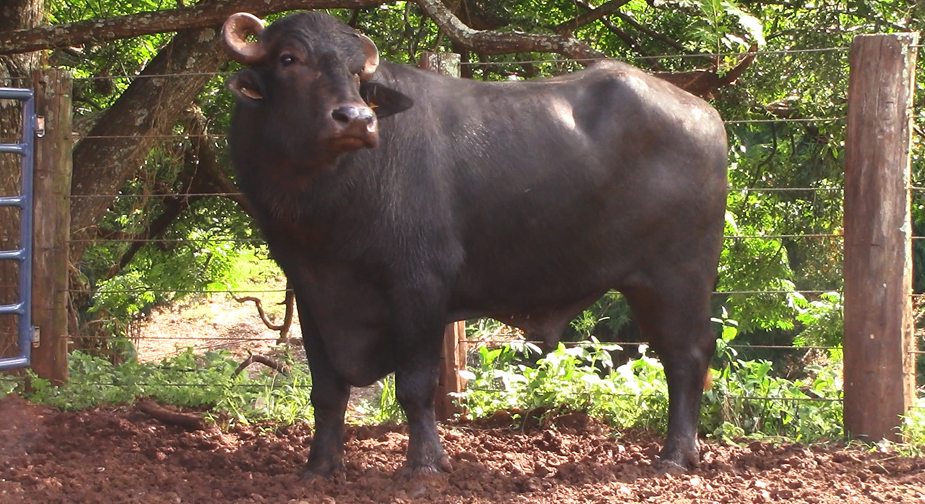 Um dos touros ofertados no leilão de búfalas leiteiras