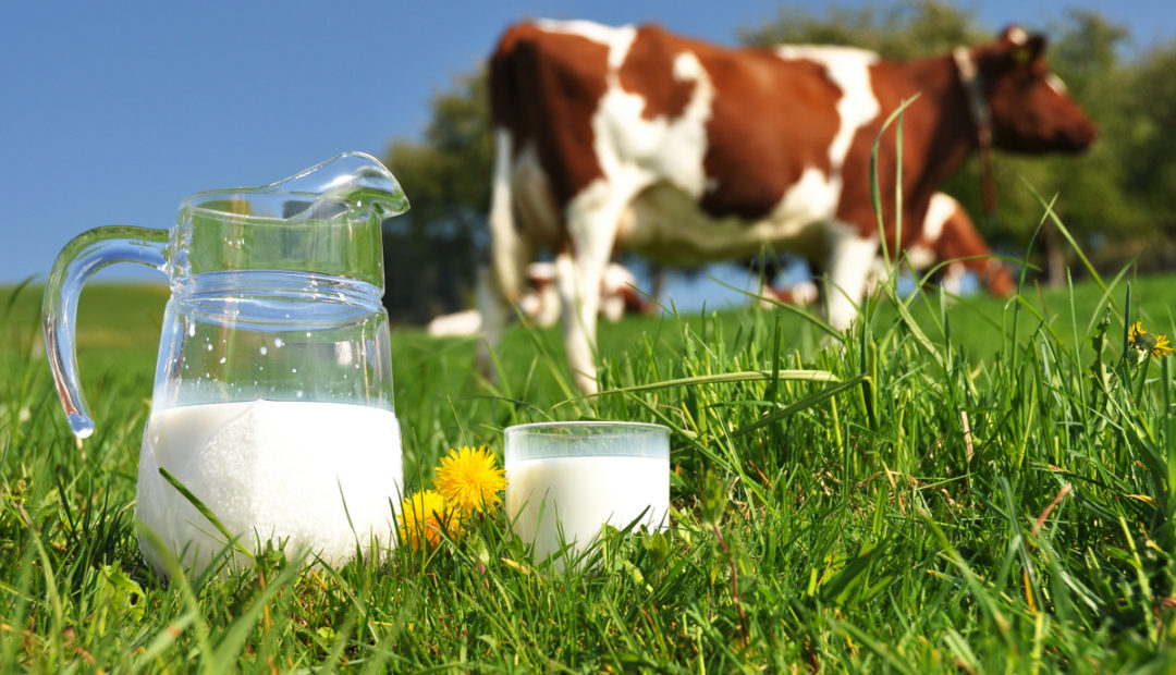 Jarra e copo de leite com vacas leiteiras no pasto ao fundo