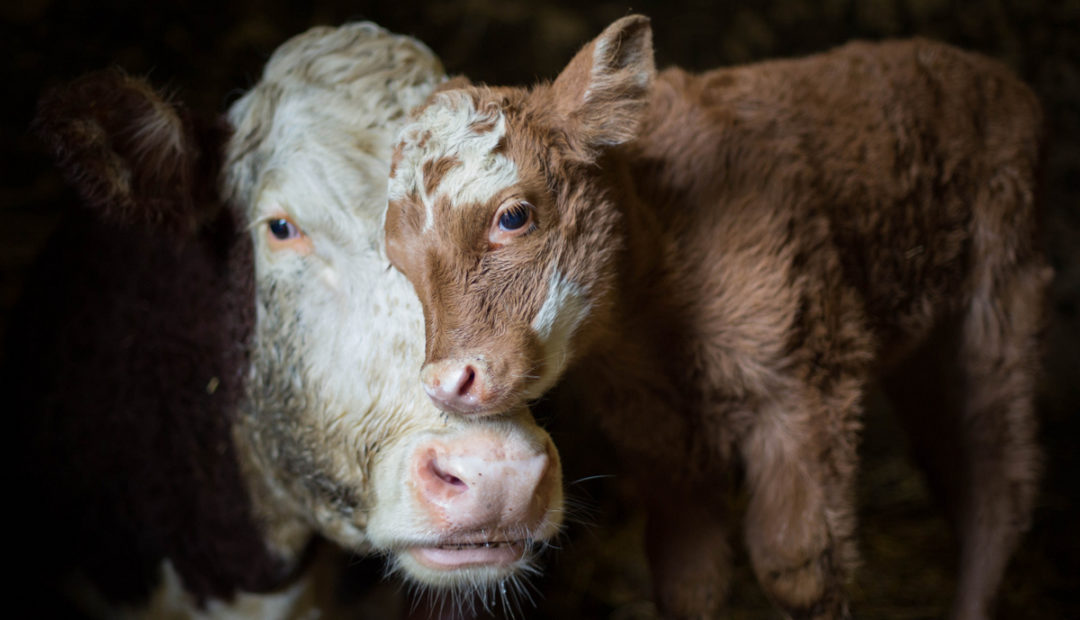 Manejo reprodutivo do gado leiteiro: 3 dicas especiais!