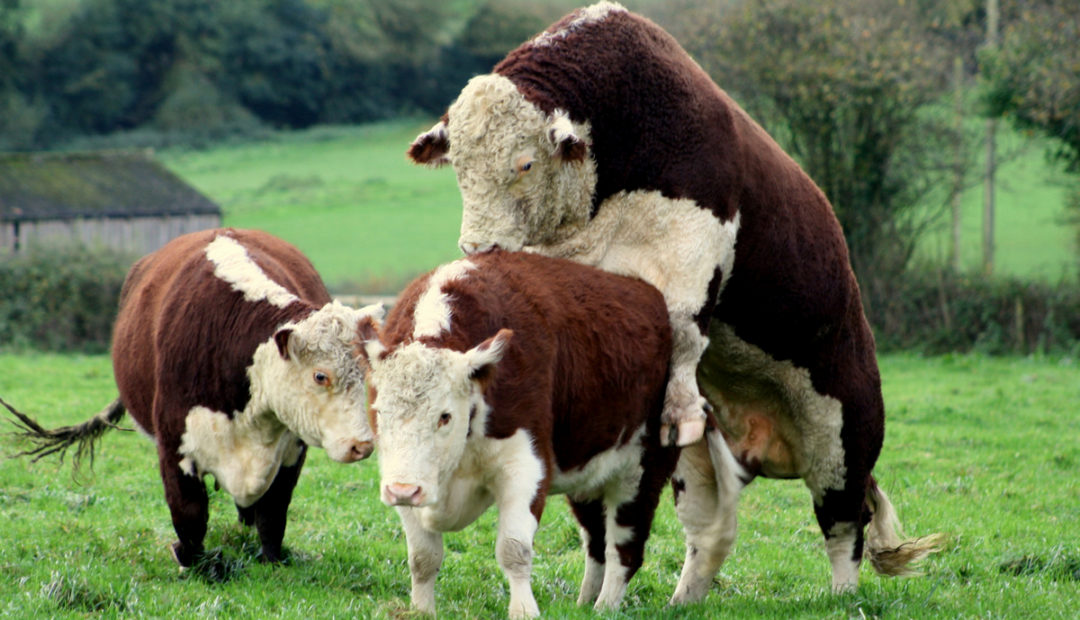 Reprodução do gado por monta natural, touro Hereford cobrindo vaca
