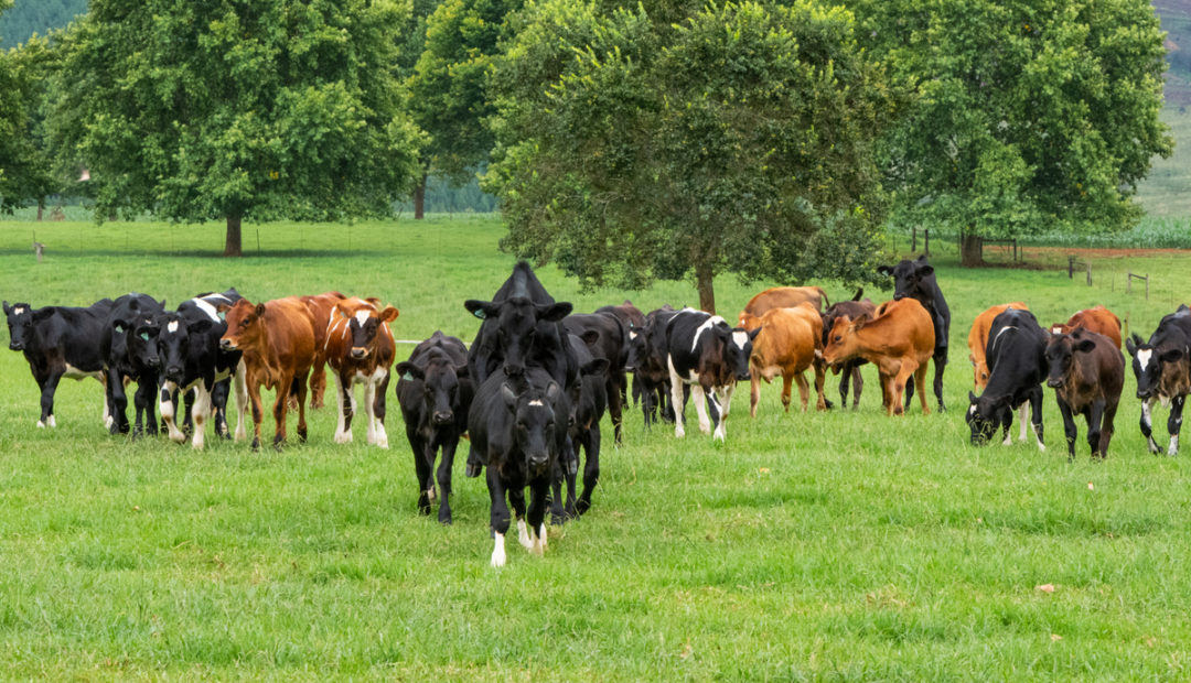 Lote de vacas com cio observado no manejo reprodutivo