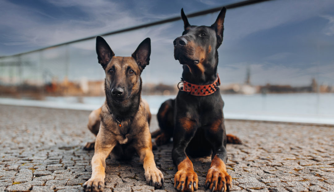 Cachorros de fazenda da raça Pastor Belga Malinois