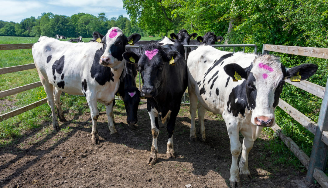 Lote de vacas identificadas para inseminação
