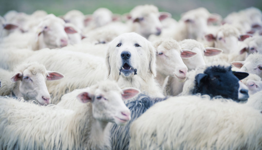 Cachorro de fazenda da raça Pastor Maremano Abruzês em meio a um rebanho de ovelhas