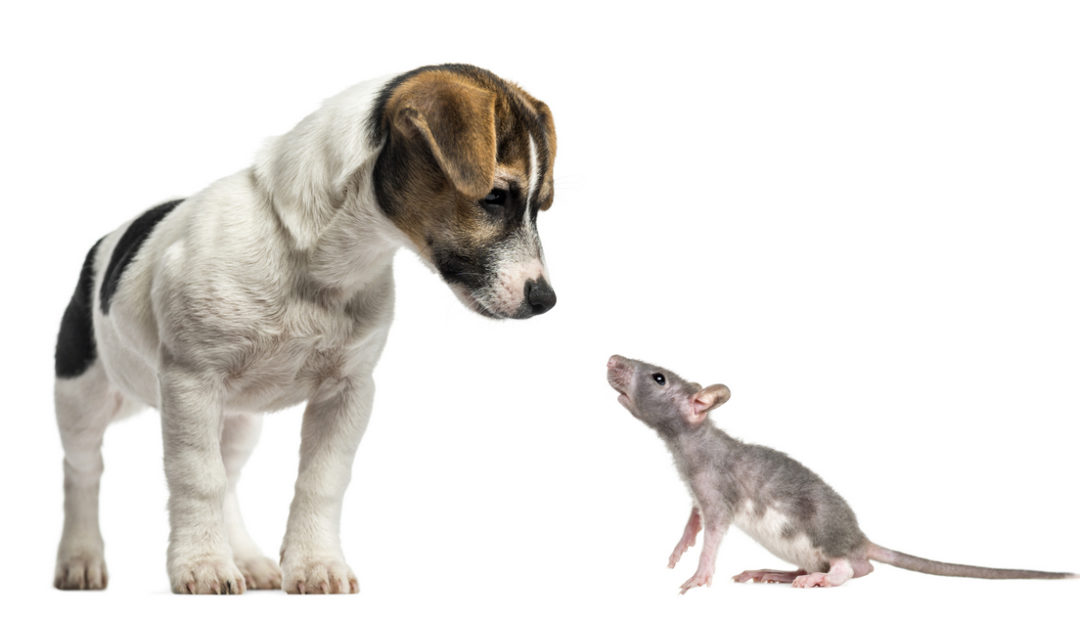 Filhote do cachorro Jack Russell Terrier olhando para um rato