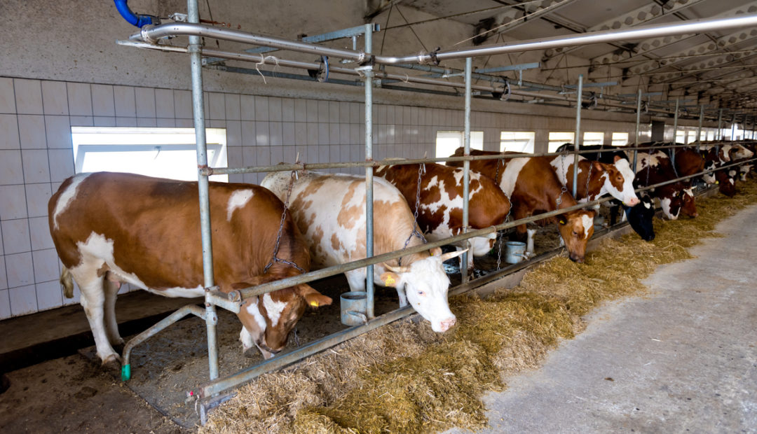 Alimentação de lote de vacas em período de transição