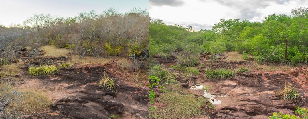 Diferença observada no cenário da caatinga no Nordeste em época de secas e águas