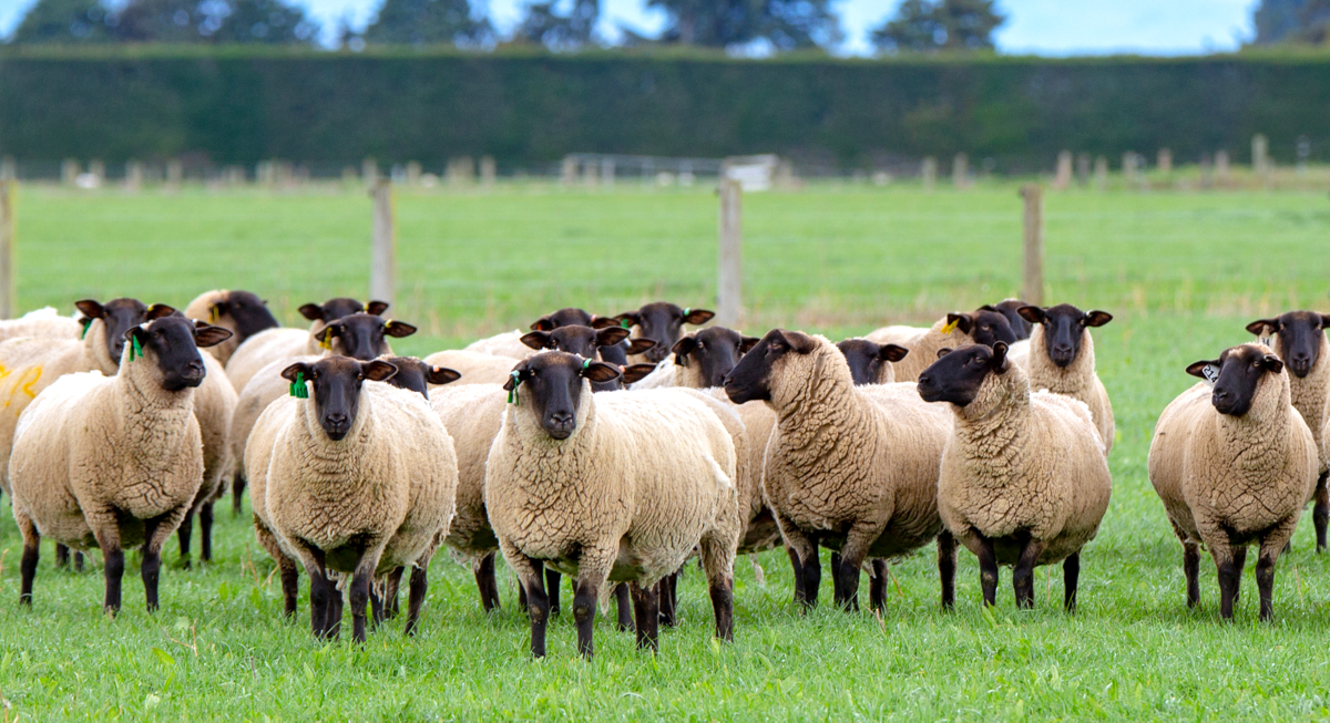 Rebanho de ovinos da raça Suffolk no pasto