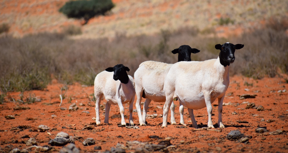 Características dos ovinos da raça Dorper