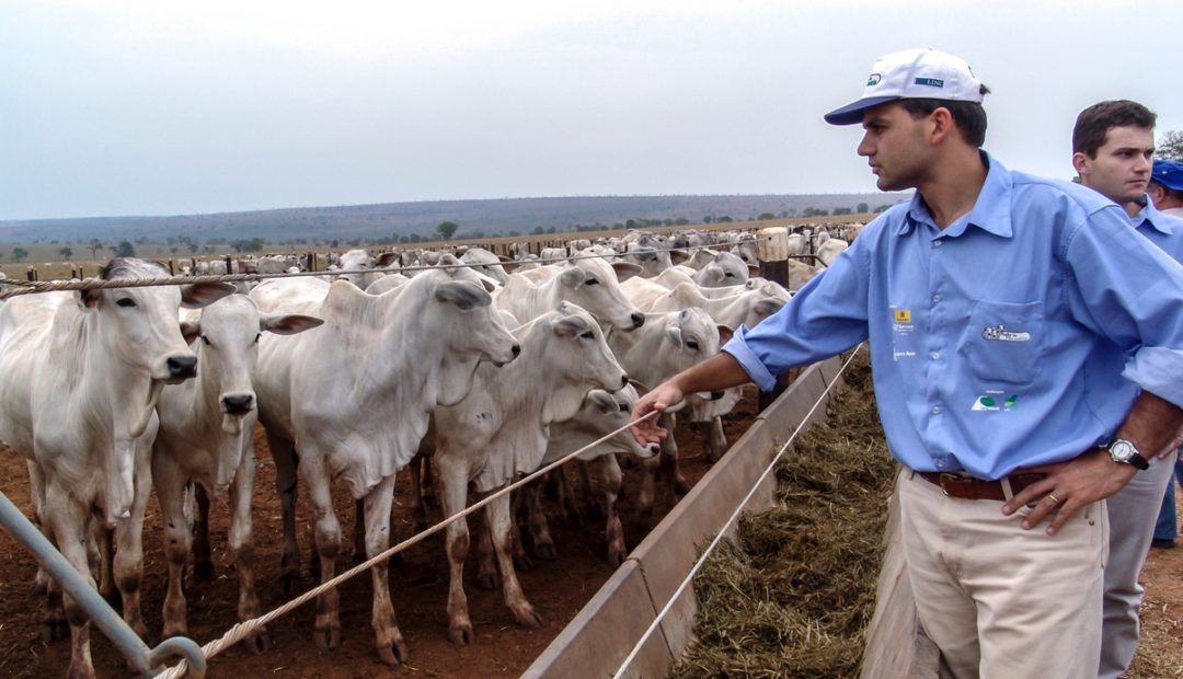 Avaliação e acompanhamento produtivo do gado zebu