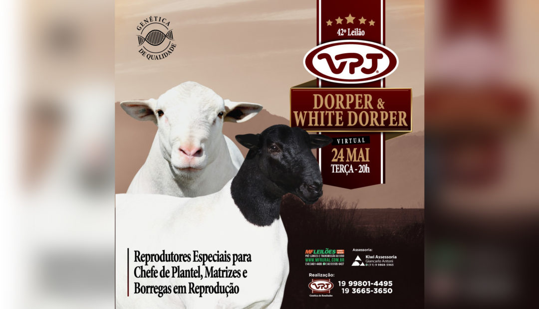 VPJ Pecuária promove tradicional leilão de ovinos Dorper e White Dorper