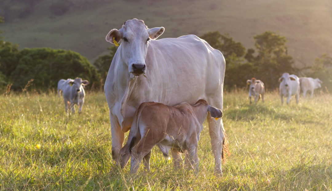 Particularidades do manejo reprodutivo em gado zebu
