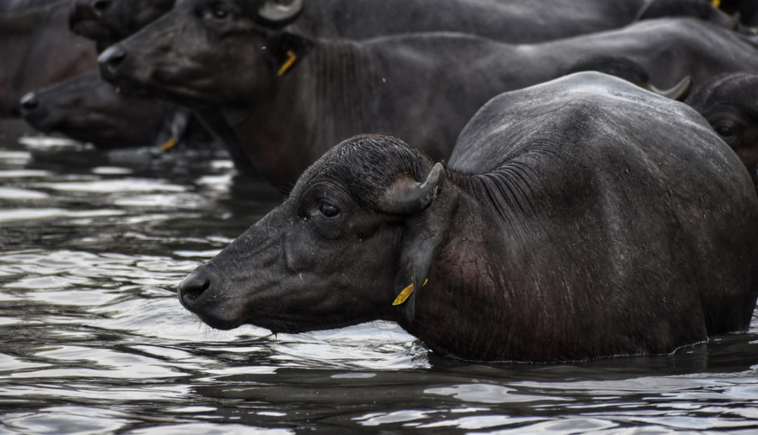 Rebanho de búfalos se refrescando na água