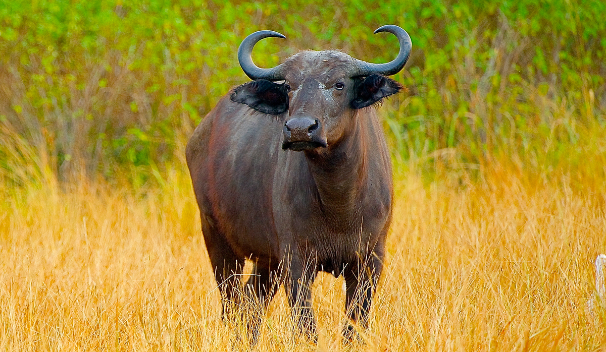 Buffalo Brasil