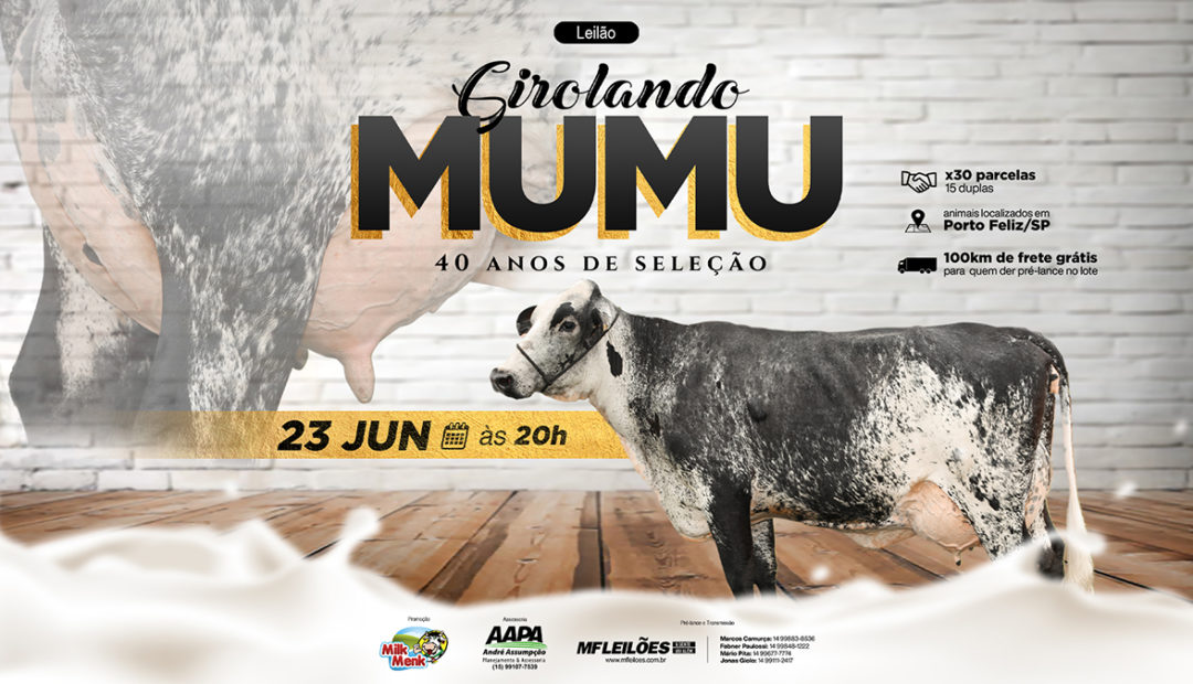 Com 40 anos de seleção, Girolando Mumu oferta animais de qualidade em leilão
