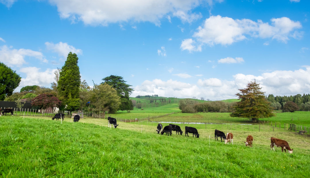 Pastagens com piquetes rotacionados, vacas pastando, céu azul com nuvens