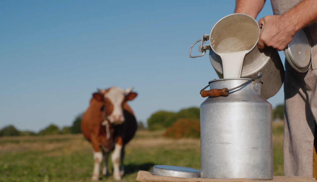 Produção de leite em pastagens; homem despejando o leite produzido em um recipiente, com vaca ao fundo