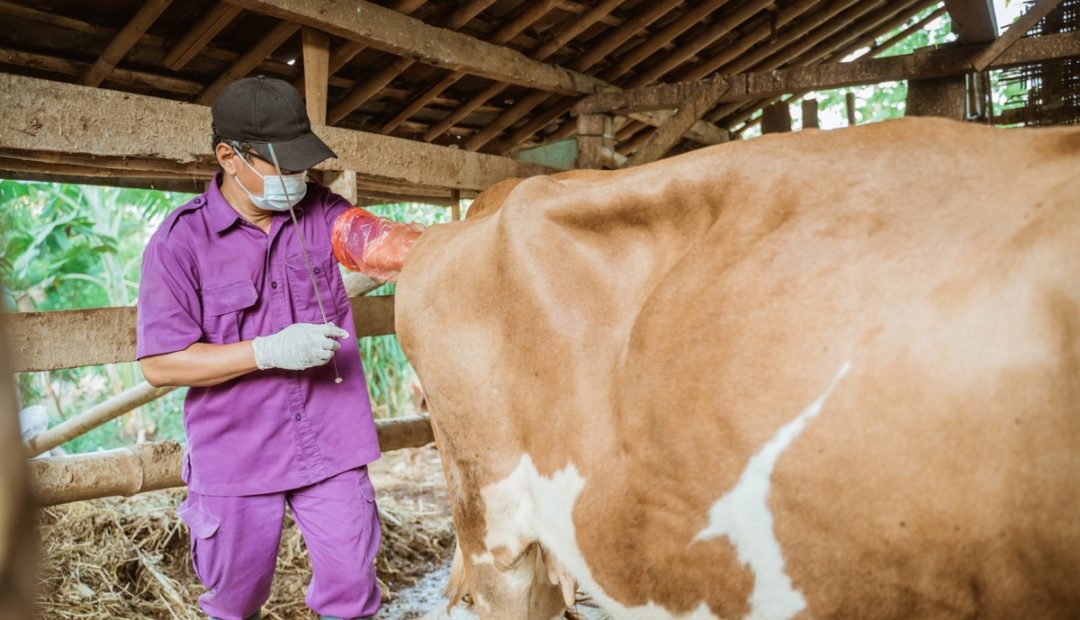 Vaca sendo avaliada ginecologicamente por um médico veterinário