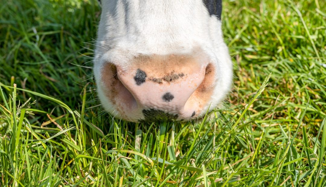Close no focinho de uma vaca comendo pastagem