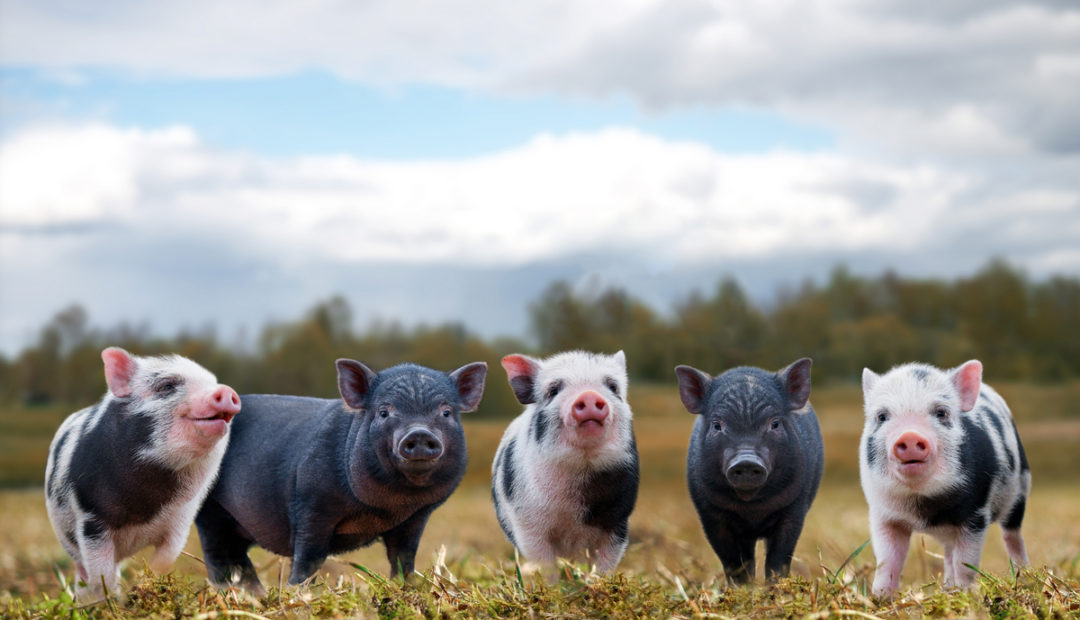 3 opções de alimento para criação de suínos no Nordeste brasileiro