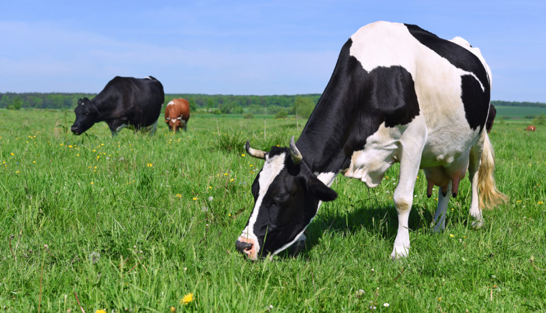 Vacas pastando em pastagens de qualidade, céu azul ao fundo