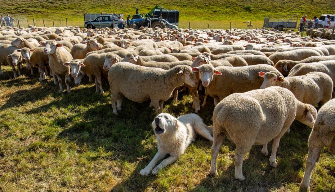 Cão Pastor Maremano Abruzês em rebanho de ovelhas