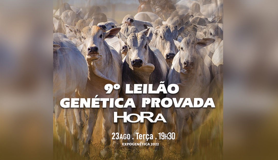 Leilão Genética Provada HoRa: melhores reprodutores Nelore PO