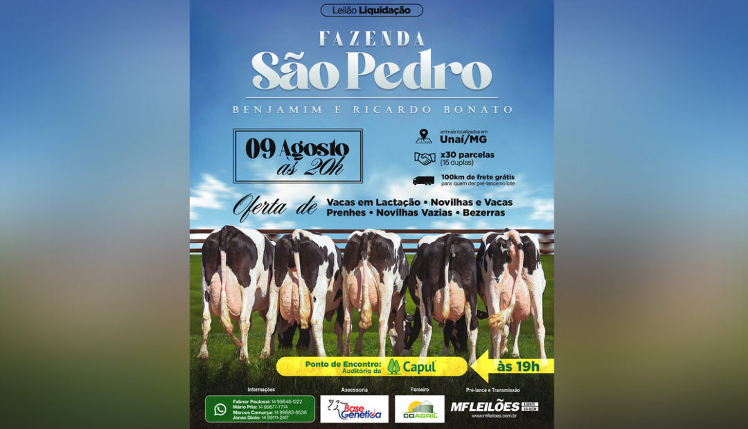 Leilão da Fazenda São Pedro: o melhor da genética do gado de leite