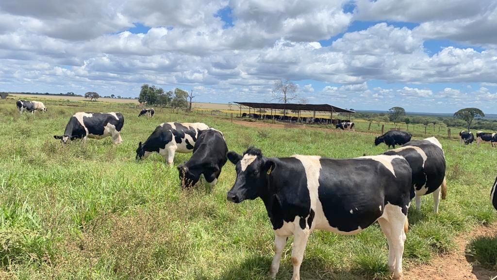 Vacas holandesas no pasto na Fazenda São Pedro