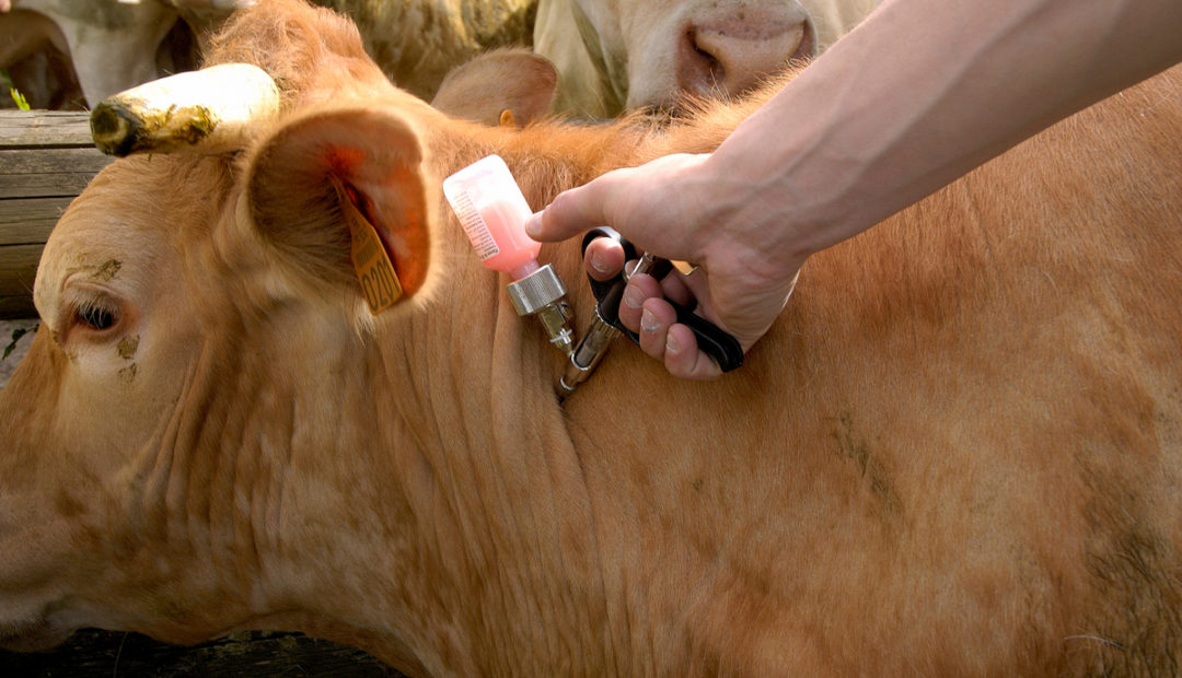 Vacinas obrigatórias para bovinos: calendário e boas práticas de manejo