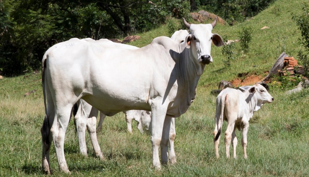 Bezerro Nelore acompanhado de uma vaca adulta em pasto 