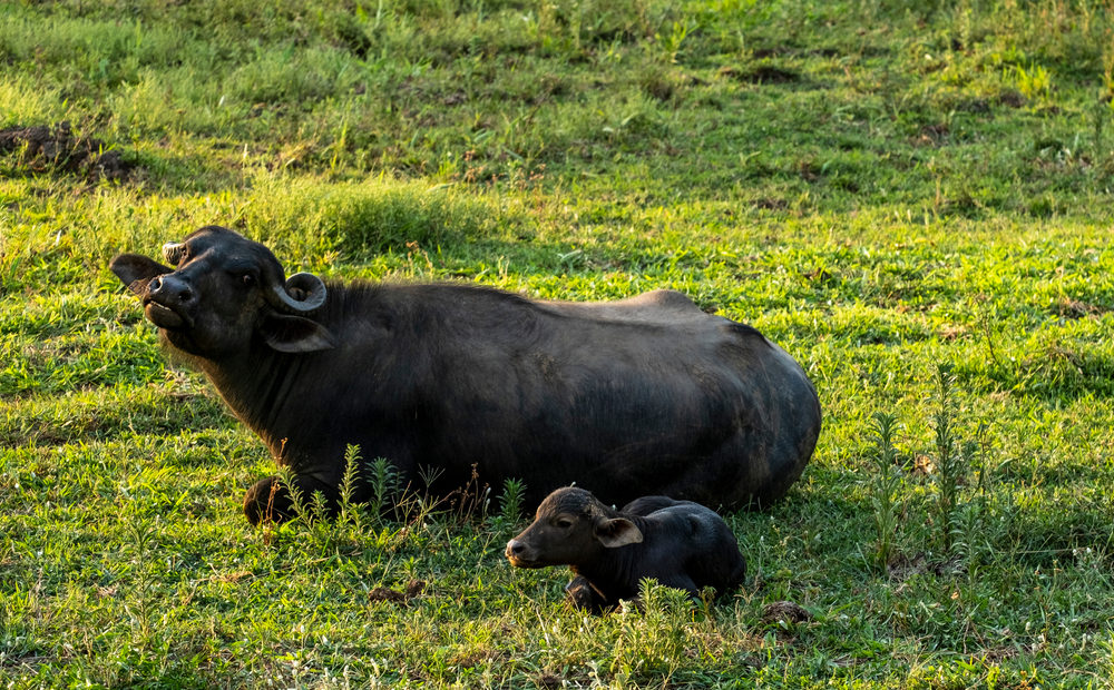 Como funciona o melhoramento genético de búfalos? Entenda