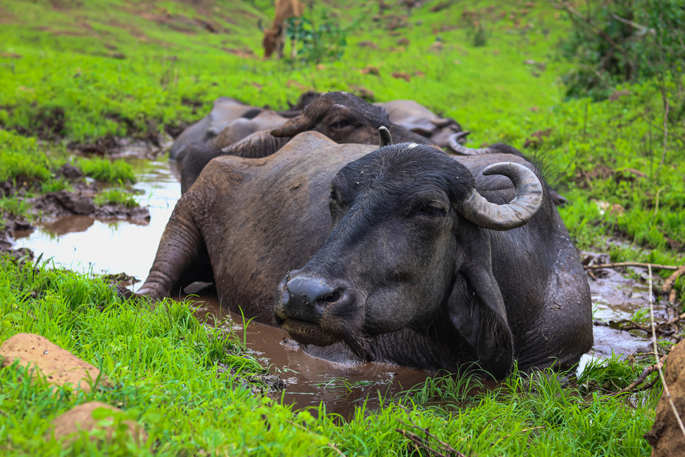Búfalos deitados em poça de lama e rodeados por gramíneas verdes.