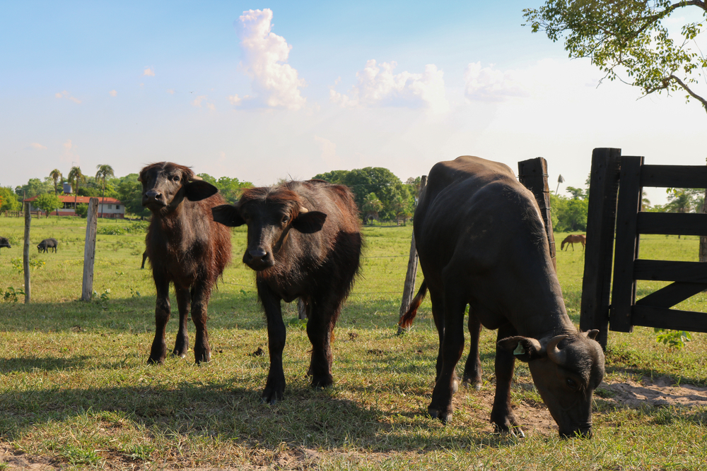 Animais jovens em piquete separados. Em destaque, estão os bezerros de búfalos de coloração marrom.