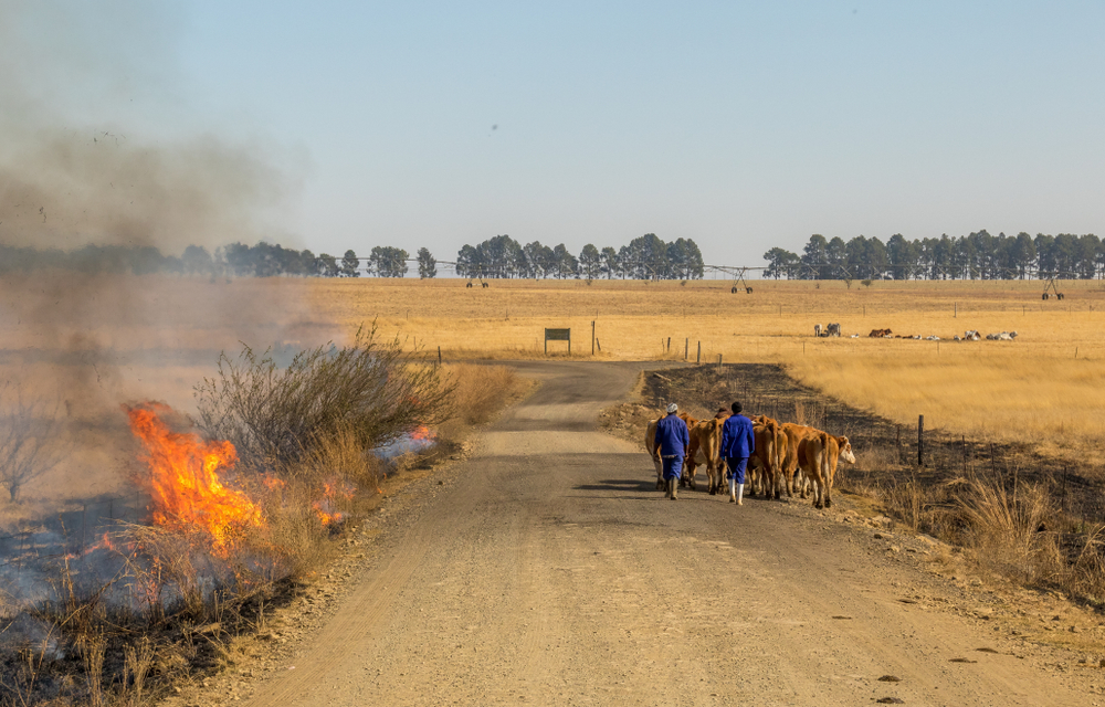 À esquerda, área sendo manejada com uso de fogo. Ao centro da imagem, estrada com duas pessoas de trajes azuis tocando gado para longe do fogaréu. À direita, pasto com a presença de gado ao fundo.