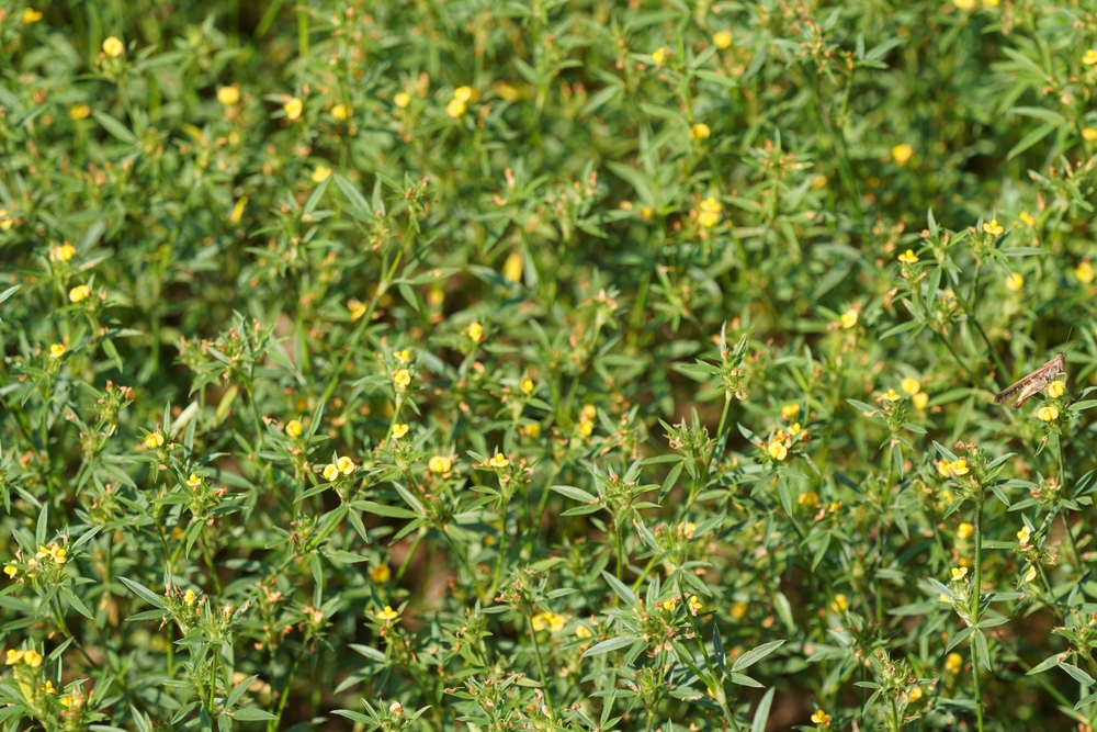 Área de plantação de estilosante, espécie de leguminosa. A foto apresenta área verde de folhagens e flores amarelas